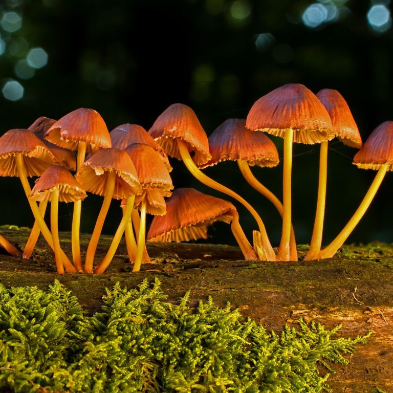 “What Are the Benefits of Reishi Mushrooms? Explore Their Health Uses and Advantages”